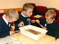 students investigating pond water